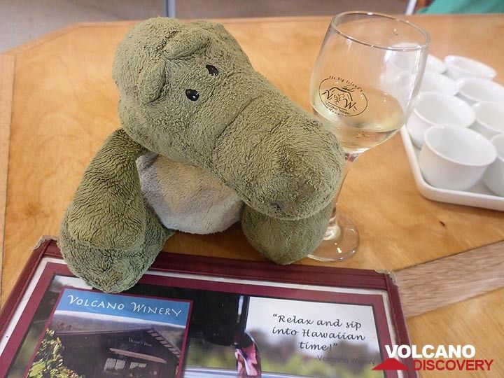 Extension day 1: Our volcano adventures mascot trying out the unique wines of the Volcano Winery (Photo: Ingrid Smet)