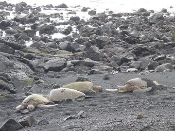 Extension jour 1 : Les célèbres tortues vertes d'Hawaï (Photo: Ingrid Smet)