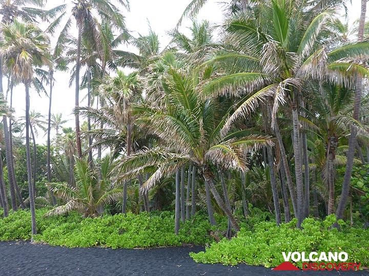 Extension jour 1 : Plage hawaïenne typique avec sable volcanique noir et palmiers (Photo: Ingrid Smet)