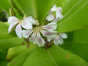 Extension day 1: Close up of the flowers of the common beach scrub called sea lettuce or beach naupaka (Photo: Ingrid Smet)