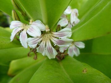 Verlängerungstag 1: Nahaufnahme der Blüten des gewöhnlichen Strandstrauchs namens Meersalat oder Strandnaupaka (Photo: Ingrid Smet)