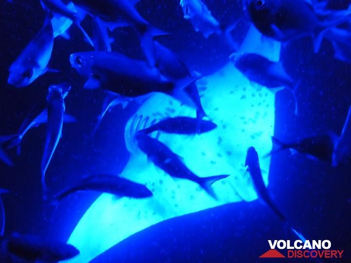 Verlängerungstag 2: Majestätische Mantarochen und kleinere Fische fressen Plankton, das von unseren künstlichen Lichtern angelockt wird (Photo: Ingrid Smet)