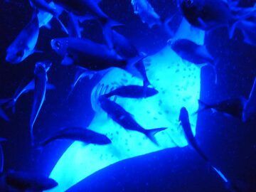 Extension jour 2 : Majestueuse raie manta et petits poissons se nourrissant du plancton attirés par nos lumières artificielles (Photo: Ingrid Smet)