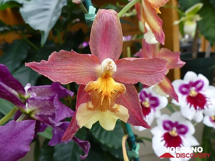 Extension jour 2 : Orchidées dans les jardins d'Akatsuka (Photo: Ingrid Smet)