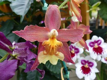 Extension day 2: Orchids at Akatsuka gardens (Photo: Ingrid Smet)