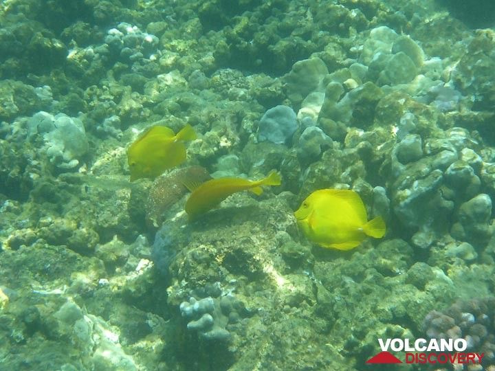 Extension day 3: Within a few metres of the shoreline there is a colourful world of corals and fish such as these yellow tang fish (Photo: Ingrid Smet)
