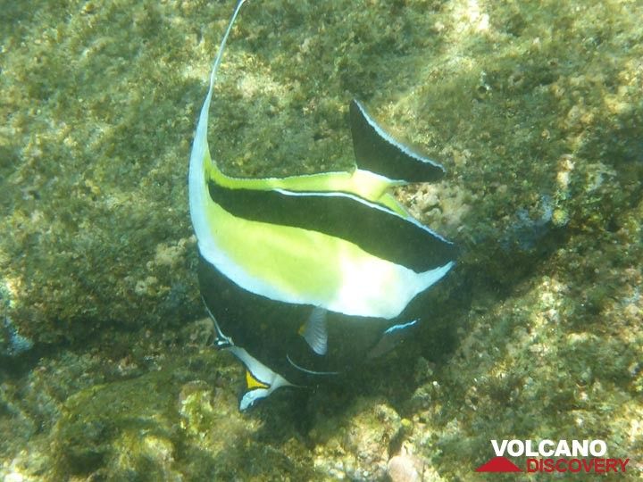 Verlängerungstag 3: Nur wenige Meter von der Küste entfernt gibt es eine farbenfrohe Welt aus Korallen und Fischen wie diesem maurischen Idol-Fisch (Photo: Ingrid Smet)