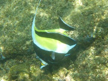 Verlängerungstag 3: Nur wenige Meter von der Küste entfernt gibt es eine farbenfrohe Welt aus Korallen und Fischen wie diesem maurischen Idol-Fisch (Photo: Ingrid Smet)