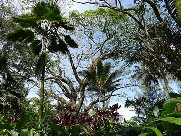 Extension day 4: Afternoon visit of the Hawaii Tropical Botanical Garden (Photo: Ingrid Smet)