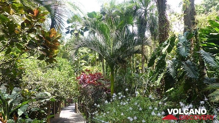 Extension jour 4 : Visite de l'après-midi du jardin botanique tropical d'Hawaï (Photo: Steven Van den Berge / Lana Van Heghe)