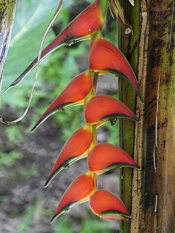 Verlängerungstag 4: Nachmittags Besuch des Hawaii Tropical Botanical Garden (Photo: Ingrid Smet)