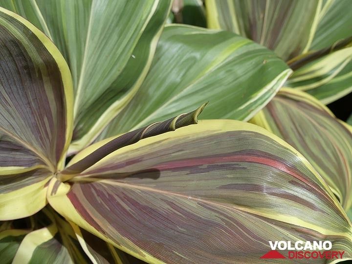 Jour d'extension 4 : Belles textures et couleurs des feuilles de la plante ti dans le jardin botanique tropical d'Hawaï (Photo: Ingrid Smet)