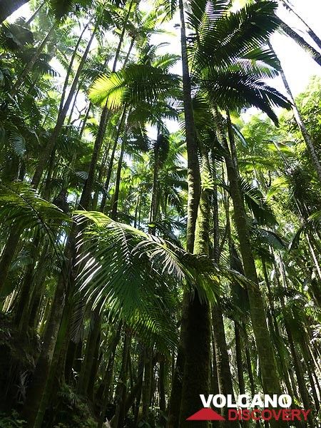 Jour d'extension 4 : Canopée de palmiers dans le jardin botanique tropical d'Hawaï (Photo: Ingrid Smet)