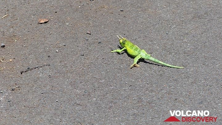 Extension day 5: Jackson´s chameleon crossing the road (Photo: Steven Van den Berge / Lana Van Heghe)