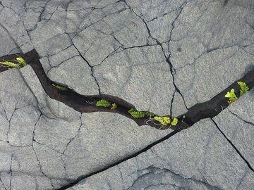 Farne sind die ersten Pflanzen, die auf neuen Lavastromfeldern zu wachsen beginnen, normalerweise innerhalb der abkühlenden Risse (Photo: Ingrid Smet)