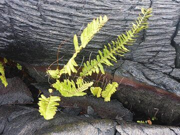 Ein junger Farn, der zwischen der seiligen Textur eines Pahoehoe-Lavastroms wächst (Photo: Ingrid Smet)