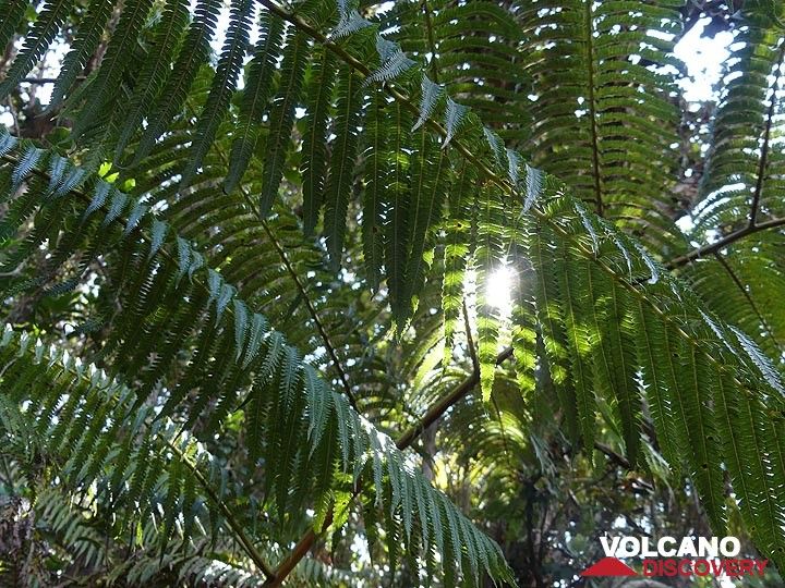 La lumière du soleil traverse le feuillage des fougères qui sont présentes partout dans la végétation de la forêt tropicale autour du cratère Kileaua Iki. (Photo: Ingrid Smet)