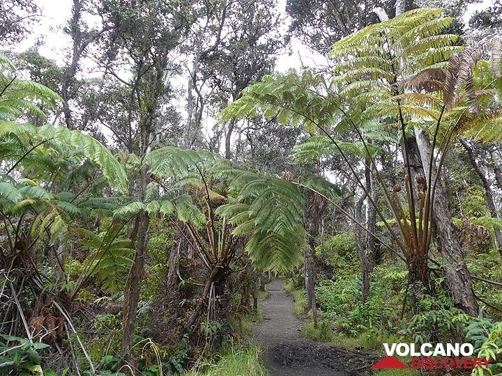 Der Kilauea Iki Trail führt Sie zunächst am Kraterrand entlang durch den dichten Regenwald aus Farnbäumen und Ohia Lehua ... (Photo: Ingrid Smet)