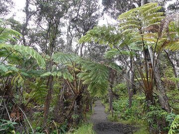 The Kilauea Iki trail first takes you along the crater rim through the dense rain forest of fern trees and ohia lehua... (Photo: Ingrid Smet)