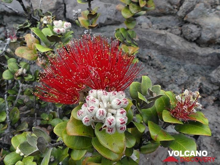 Ohia lehua gehört zu den ersten Bäumen, die neue Lavafelder besiedelten, seine leuchtend roten Blüten sind ein Symbol für Hawaii (Photo: Ingrid Smet)
