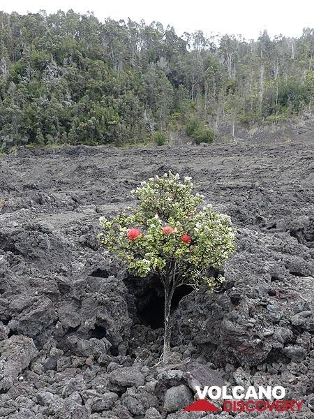 A young ohia lehua tree growing in the 1959 lava flows in the foreground and a forest of older ohia lehua trees that survived the 1959 eruption on the Kilauea Iki crater rim in the background (Photo: Ingrid Smet)