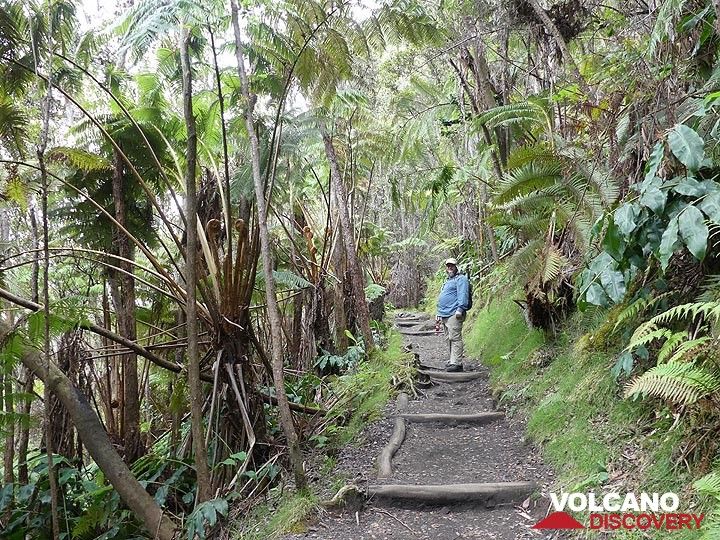 La sortie du cratère Kilauea Iki passe à nouveau par une forêt tropicale luxuriante de fougères. (Photo: Ingrid Smet)