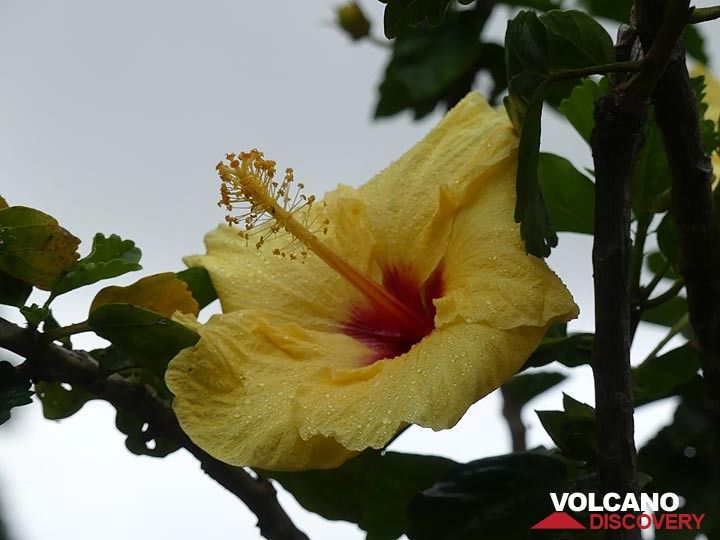 La fleur de l'État d'Hawaï - l'hibiscus jaune (Photo: Ingrid Smet)