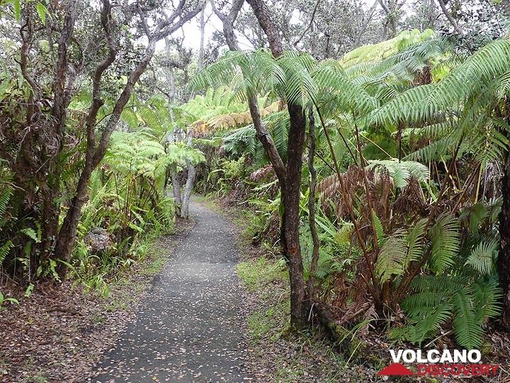 Le bord de la caldeira du Kilauea est recouvert de forêts tropicales d'ohia lehua et de fougères. (Photo: Ingrid Smet)