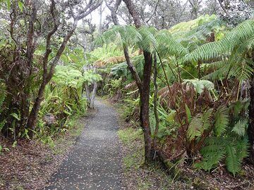 Kilauea's caldera rim is vegetated with tropical forests of ohia lehua and fern trees (Photo: Ingrid Smet)