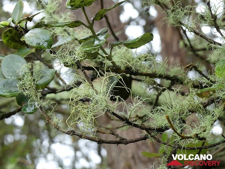 L'humidité et les températures élevées et constantes se reflètent également dans la croissance de ces lichens sur les arbustes. (Photo: Ingrid Smet)
