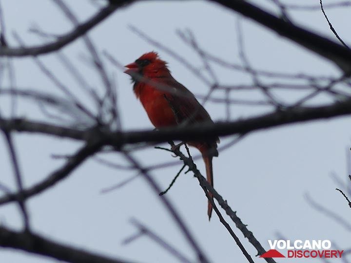 Hawaii is the home of vibrantly coloured birds such as this descendant of the finch family, a cardinal (Photo: Ingrid Smet)