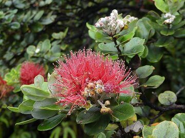 Many birds use the early hours of the day to feast on the nectar of the lehua blossoms (Photo: Ingrid Smet)