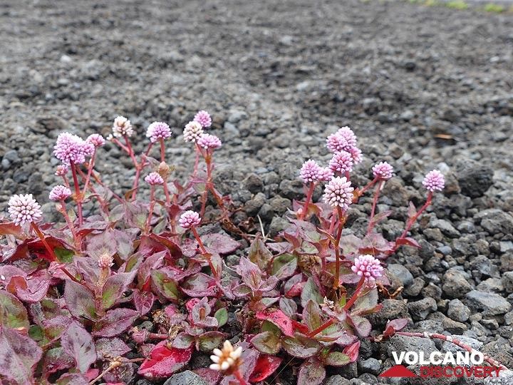 Rosafarbene Blumen wachsen auf den Lavatröpfchen, die während des Kilauea-Iki-Ausbruchs von hohen Lavafontänen herabregneten (Photo: Ingrid Smet)