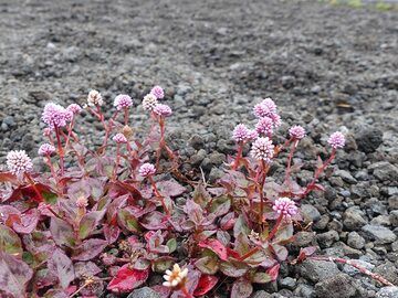 Pink flowers growing on the lava droplets that rained down from tall lava fountains during the Kilauea Iki eruption (Photo: Ingrid Smet)