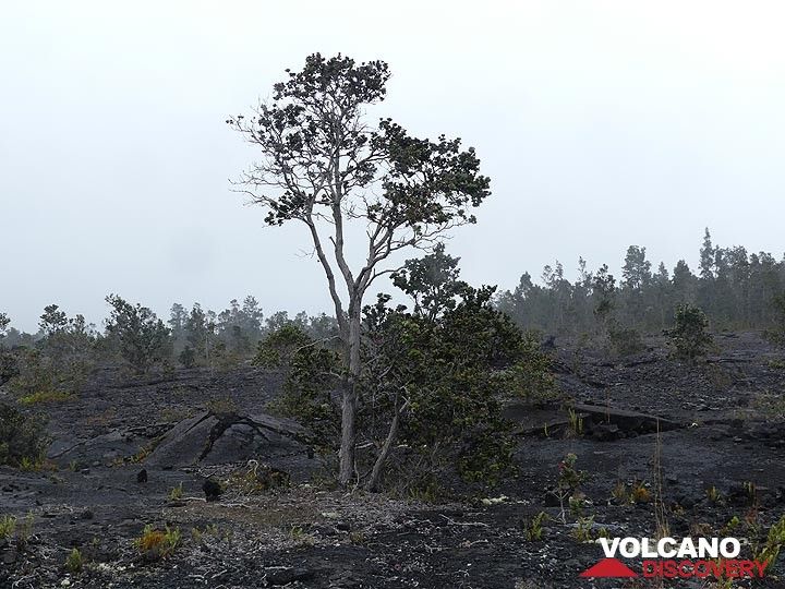 Les champs de lave vieux d'environ 50 ans de l'éruption du Mauna Ulu ont depuis été recolonisés par la génération de lave typique : arbres et fougères ohia lehua. (Photo: Ingrid Smet)