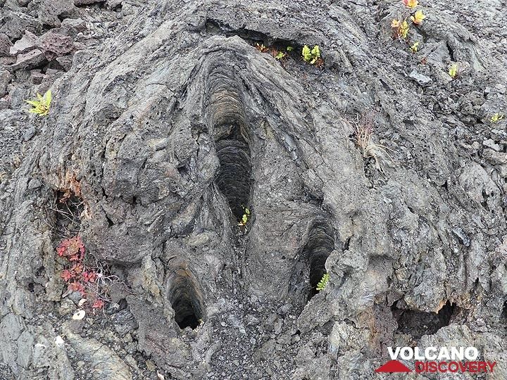 Les empreintes de leurs troncs sont tout ce qui reste des arbres Ohia Lehu qui poussaient ici avant l'éruption du Mauna Ulu mais qui ont été inondés par les coulées de lave. (Photo: Ingrid Smet)