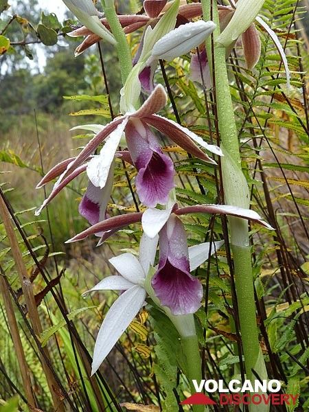 Orchideen in der Nähe der Lavafelder Mauna Ulu (Photo: Ingrid Smet)
