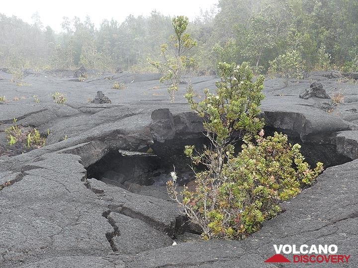 Der fünf Jahre andauernde Ausbruch des Mauna Ulu hat riesige neue Lavafelder geschaffen, von denen Teile hohle Tunnel sind, die zurückgeblieben sind, als der Ausbruch aufhörte und die Lava abfloss (Photo: Ingrid Smet)