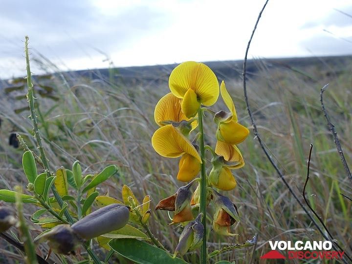 Yellow flowers in the coastal lava fields (Photo: Ingrid Smet)