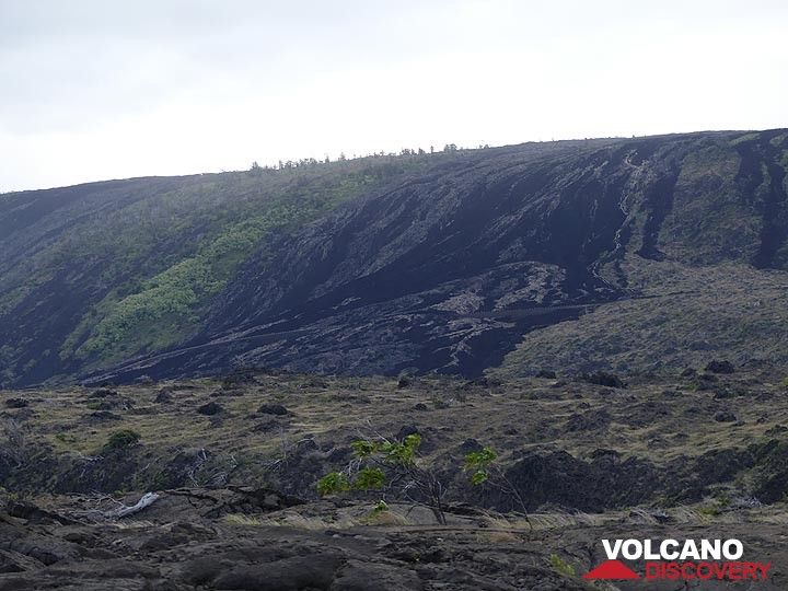 Lorsque les coulées de lave se dirigent vers l'océan et descendent le pali, elles empruntent les terrains les plus bas, laissant parfois derrière elles des parcelles de « kipukas » de forêts plus anciennes légèrement surélevées. (Photo: Ingrid Smet)