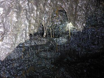 In some parts of the lava tube the dynamics of slowly dripping lava created these delicate lava droplets (Photo: Ingrid Smet)