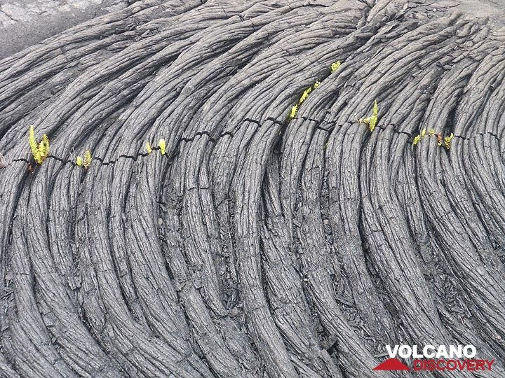 Les premières plantes à apparaître à l’intérieur des fissures de refroidissement des nouvelles coulées de lave sont les fougères (Photo: Ingrid Smet)