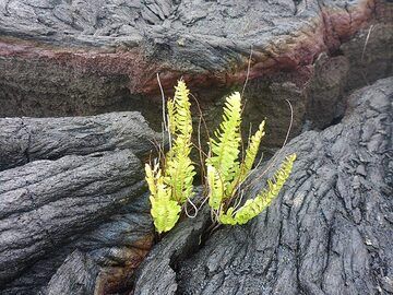 Young ferns growing in between the ropes of a young lava flow (Photo: Ingrid Smet)