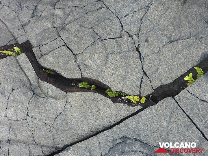 Neue Vegetation in den Lavafeldern: Junge Farne wachsen in den kühlenden Rissen der Lava (Photo: Ingrid Smet)