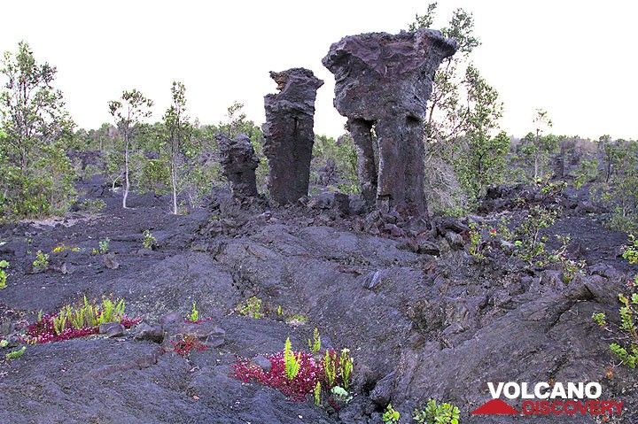 Lava trees - solidified lava that flew around trees, which burnt away, leaving a cast of their trunks at Kilauea volcano, Hawai'i (Photo: Yashmin Chebli)
