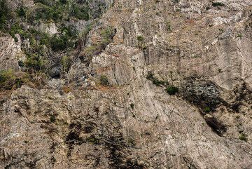 Near vertical cliffs of the eastern sciara walls of Batu Tara. In the tropical climate, trees grow on the narrowest of ledges available. (Photo: Tom Pfeiffer)