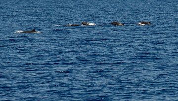 Dolphins playing in the sea during the 7 hour sailing to Komba Island. (Photo: Tom Pfeiffer)