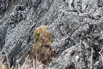 Tower of the older crater wall still standing amidst recent lava flows. (Photo: Tom Pfeiffer)