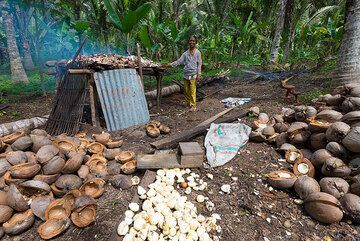 Copra (dried coconut meat) is used to obtain coconut oil. It is an important regional produce. Here, the shells are removed, the meat is broken up and dried over slow fire. (Photo: Tom Pfeiffer)