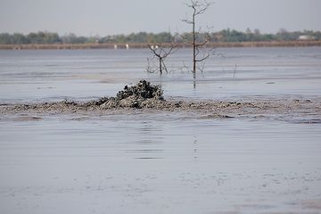 Localized degassing of the mud creates semi-stable fountains on the mud surface. (Photo: Tom Pfeiffer)